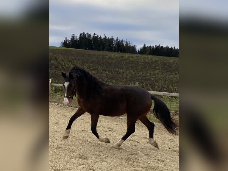 More ponies/small horses Gelding 6 years 14,1 hh Bay-Dark in Hohenthann