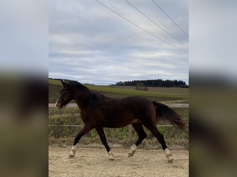 More ponies/small horses Gelding 6 years 14,1 hh Bay-Dark in Hohenthann