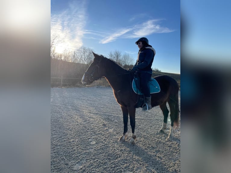 More ponies/small horses Gelding 6 years 14,1 hh Bay-Dark in Hohenthann