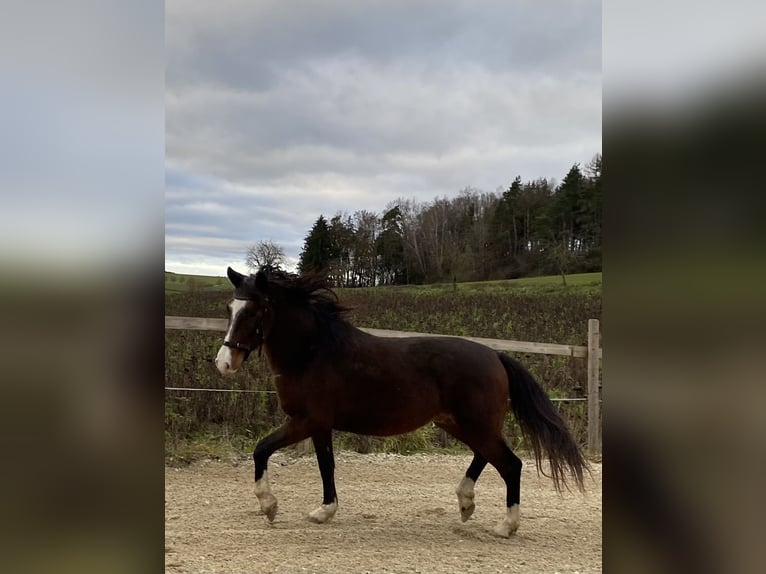 More ponies/small horses Gelding 6 years 14,1 hh Bay-Dark in Hohenthann