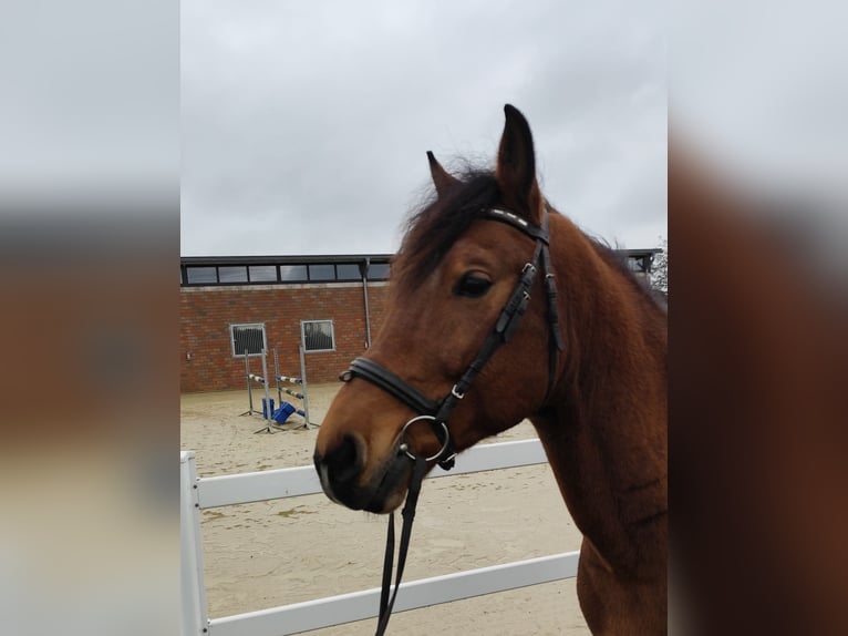 More ponies/small horses Gelding 6 years 14,1 hh Brown in Bad Laer