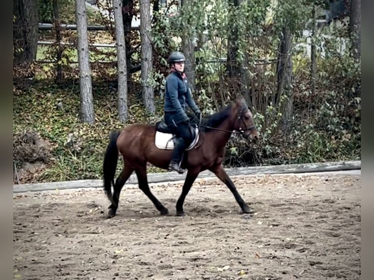 More ponies/small horses Gelding 6 years 14,1 hh Brown in Pelmberg