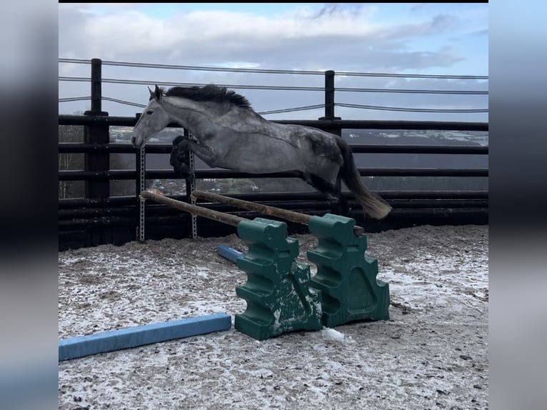 More ponies/small horses Gelding 6 years 14,1 hh Gray in Liège