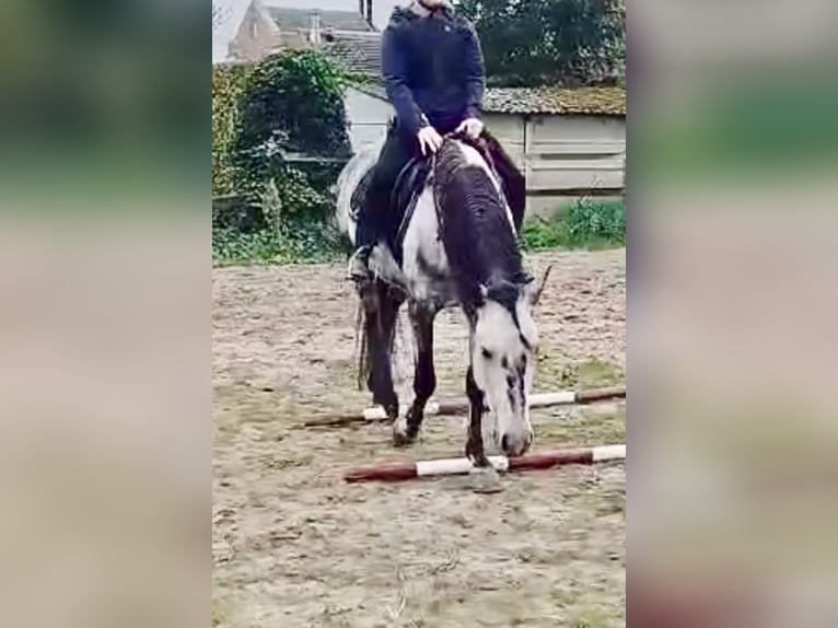 More ponies/small horses Gelding 6 years 14,1 hh Gray in Liège