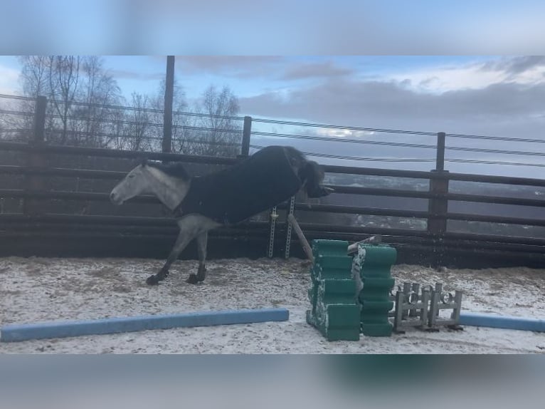 More ponies/small horses Gelding 6 years 14,1 hh Gray in Liège