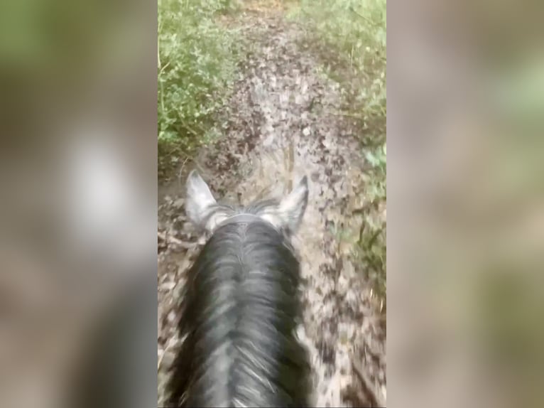 More ponies/small horses Gelding 6 years 14,1 hh Gray in Liège