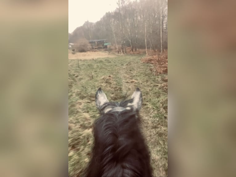 More ponies/small horses Gelding 6 years 14,1 hh Gray in Liège