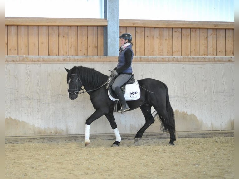 More ponies/small horses Gelding 6 years 14,2 hh Black in Wellheim