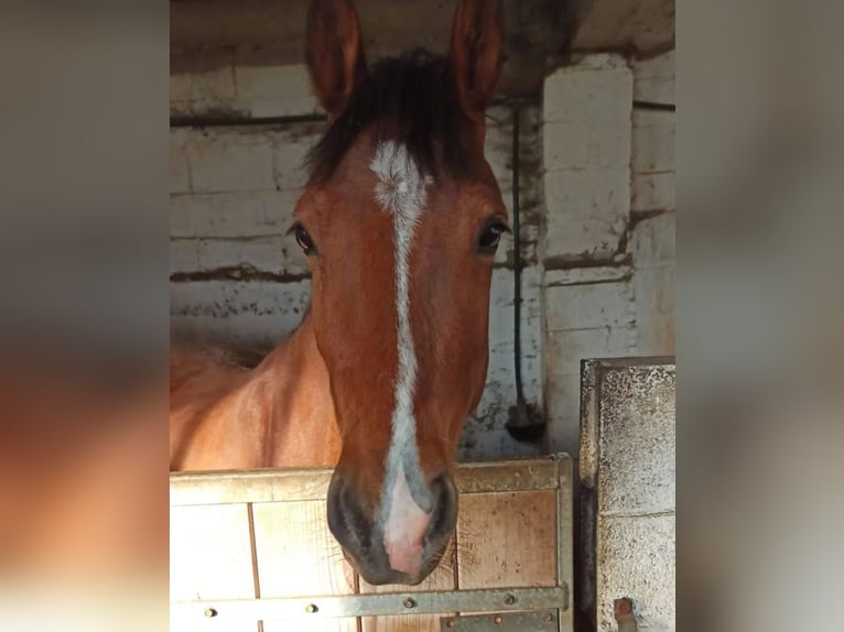 More ponies/small horses Gelding 6 years 14,2 hh Brown in Arques