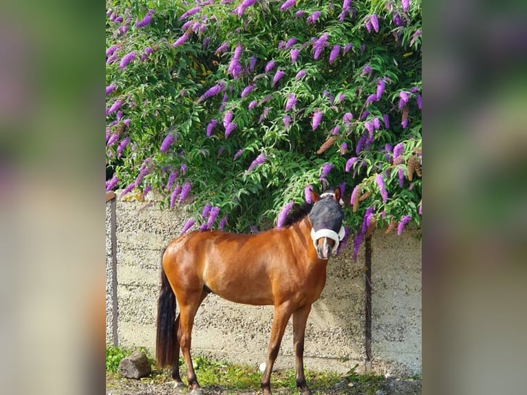 More ponies/small horses Gelding 6 years 14,2 hh Brown in Arques