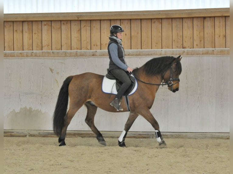 More ponies/small horses Gelding 6 years 14,2 hh Brown in Wellheim