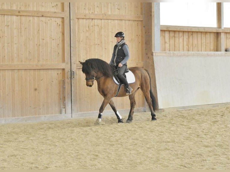 More ponies/small horses Gelding 6 years 14,2 hh Brown in Wellheim