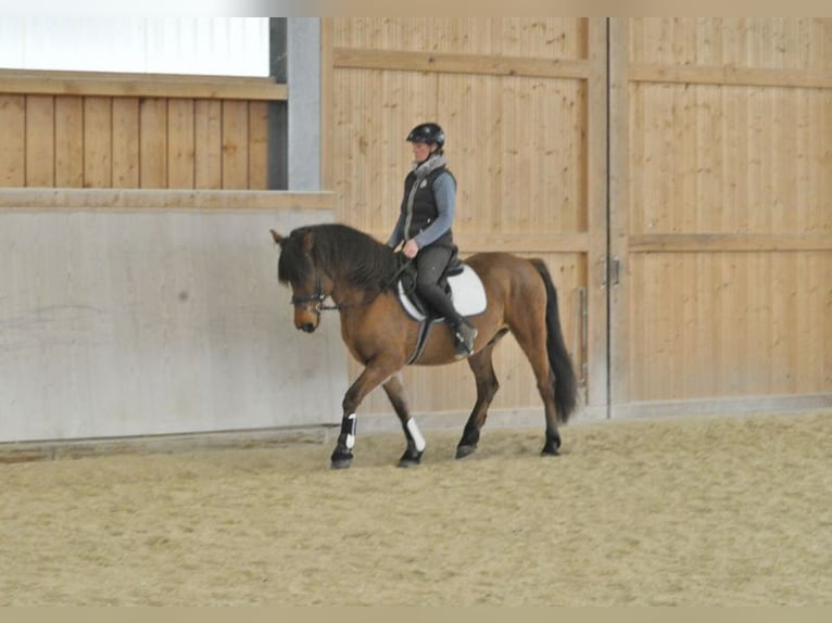 More ponies/small horses Gelding 6 years 14,2 hh Brown in Wellheim