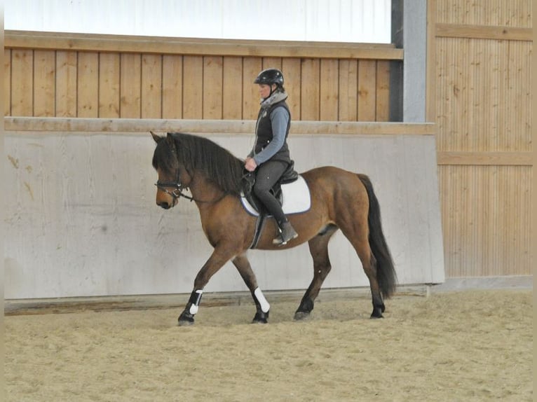 More ponies/small horses Gelding 6 years 14,2 hh Brown in Wellheim