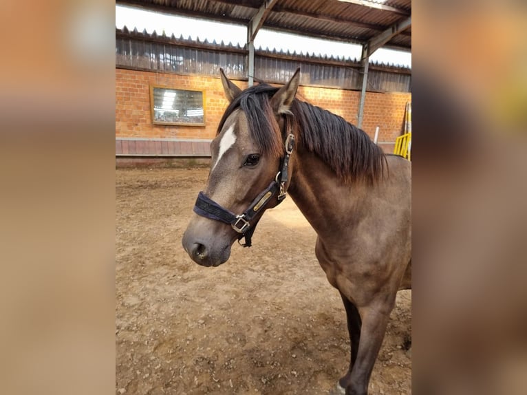 More ponies/small horses Gelding 6 years 14,2 hh Buckskin in Euskirchen