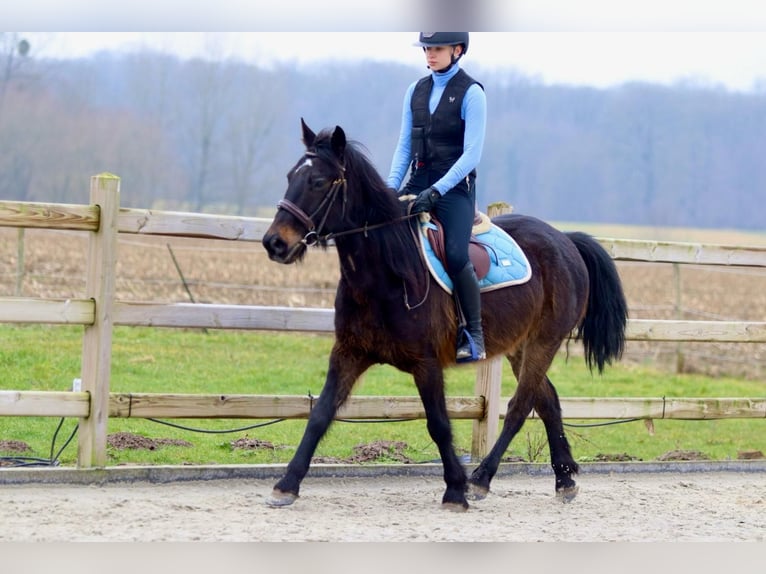 More ponies/small horses Gelding 6 years 14,3 hh Brown in Bogaarden