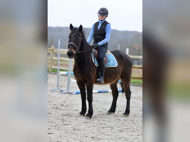 More ponies/small horses Gelding 6 years 14,3 hh Brown in Bogaarden