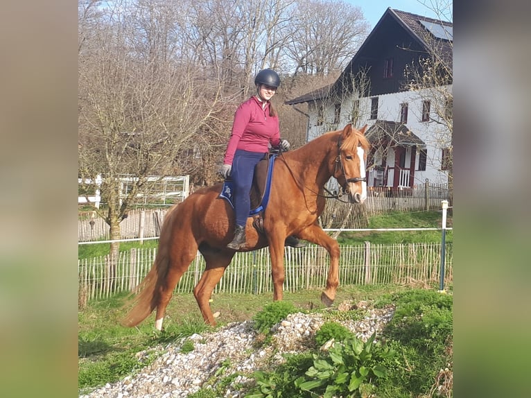 More ponies/small horses Gelding 6 years 14,3 hh Chestnut-Red in Bayerbach