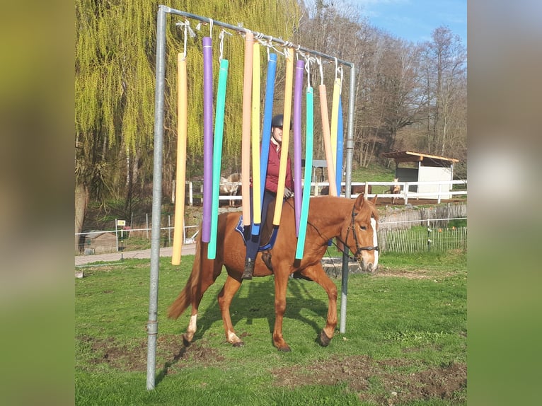 More ponies/small horses Gelding 6 years 14,3 hh Chestnut-Red in Bayerbach