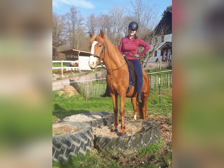 More ponies/small horses Gelding 6 years 14,3 hh Chestnut-Red in Bayerbach