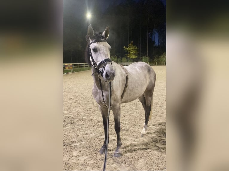 More ponies/small horses Gelding 6 years 14 hh Gray in Genk