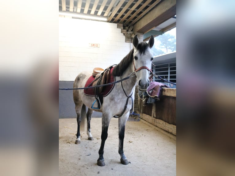 More ponies/small horses Gelding 6 years 14 hh Gray in Genk