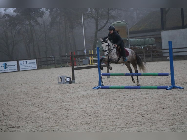 More ponies/small horses Gelding 6 years 14 hh Gray in Genk