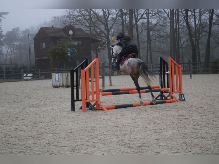 More ponies/small horses Gelding 6 years 14 hh Gray in Genk