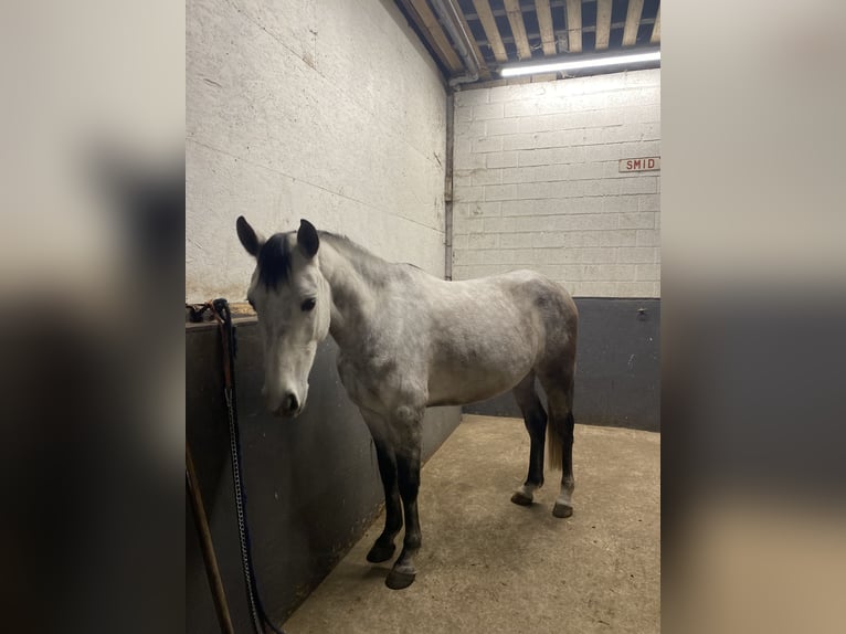 More ponies/small horses Gelding 6 years 14 hh Gray in Genk