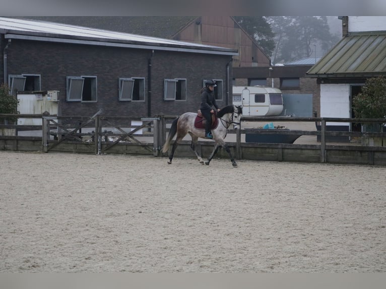 More ponies/small horses Gelding 6 years 14 hh Gray in Genk