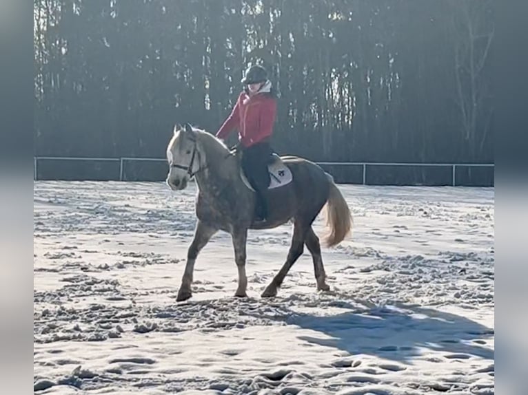 More ponies/small horses Gelding 6 years 15,1 hh Gray-Dapple in Pelmberg