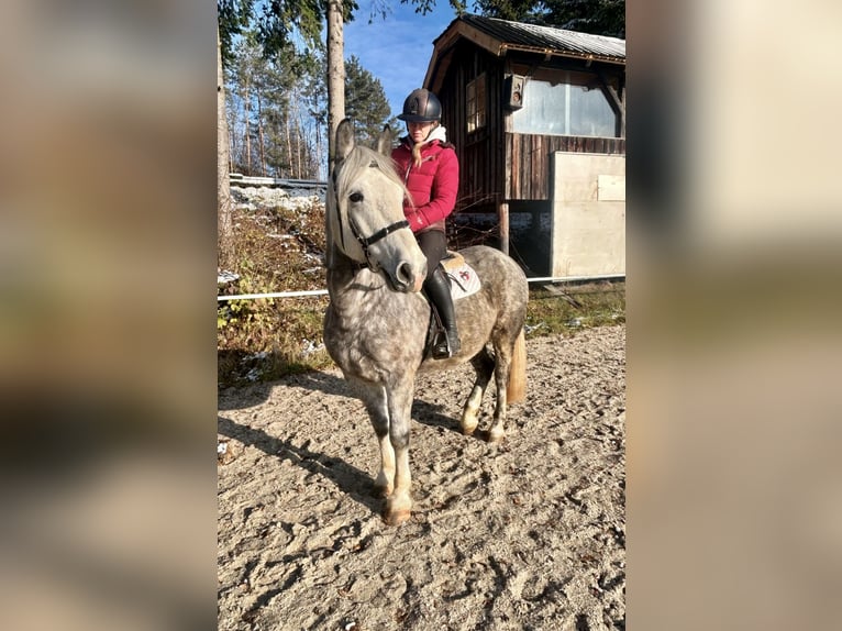 More ponies/small horses Gelding 6 years 15,1 hh Gray-Dapple in Pelmberg