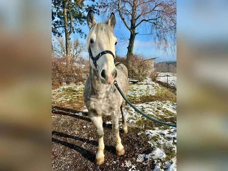 More ponies/small horses Gelding 6 years 15,1 hh Gray-Dapple in Pelmberg