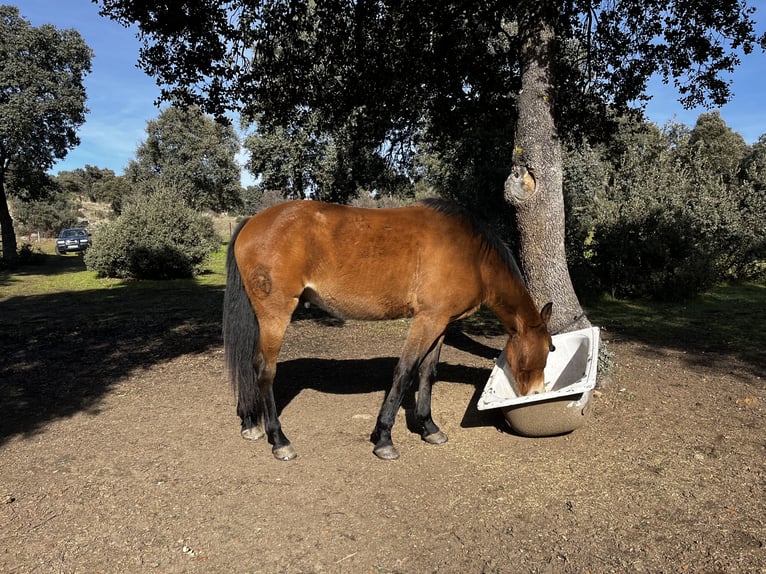 More ponies/small horses Mix Gelding 6 years 15,2 hh Brown-Light in El Espinar