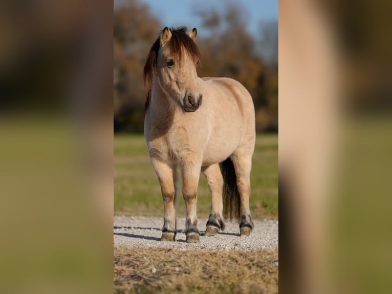 More ponies/small horses Gelding 6 years 9,1 hh Buckskin in Weatherford