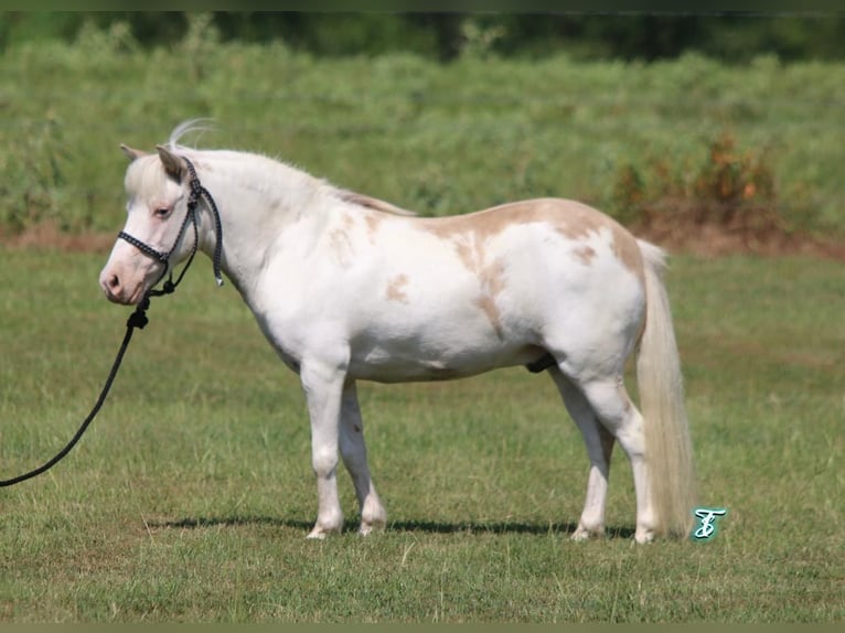 More ponies/small horses Gelding 6 years 9,1 hh Dun in Carthage, TX