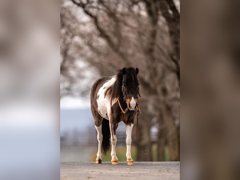 More ponies/small horses Gelding 6 years 9,1 hh in Lebanon