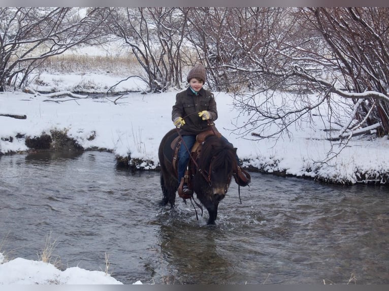 More ponies/small horses Gelding 6 years 9,2 hh Brown in Cody, WY