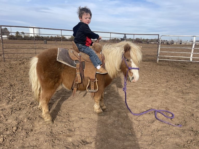 More ponies/small horses Gelding 6 years 9 hh Chestnut in Canyon