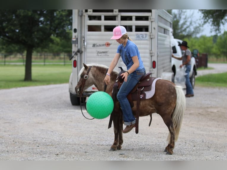 More ponies/small horses Gelding 7 years 10,3 hh Palomino in Powell Butte, OR