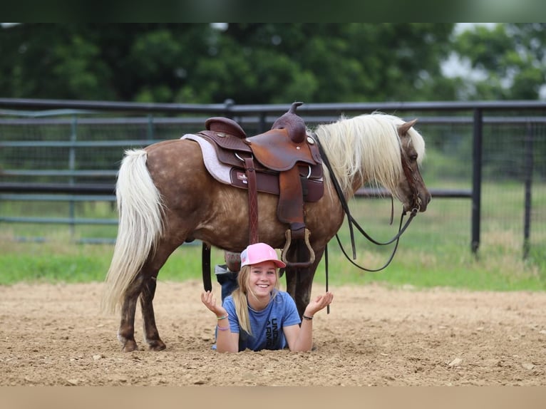 More ponies/small horses Gelding 7 years 10,3 hh Palomino in Powell Butte, OR