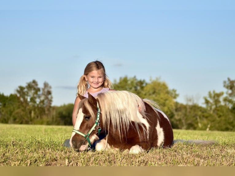 More ponies/small horses Gelding 7 years 10 hh in Crab Orchard, KY