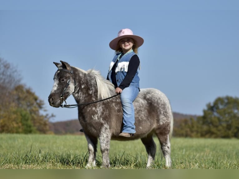 More ponies/small horses Gelding 7 years 10 hh in Crab Orchard, KY