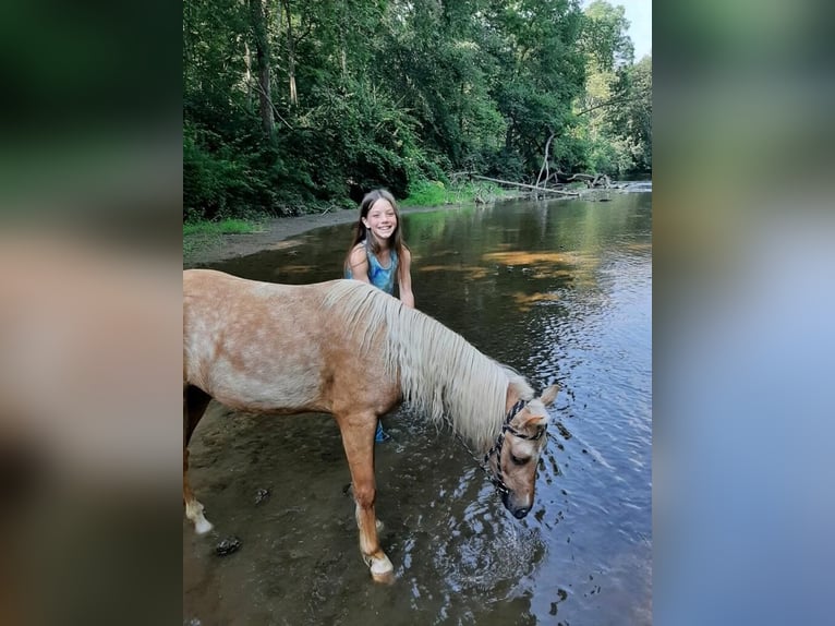 More ponies/small horses Gelding 7 years 11 hh Palomino in Lebanon, PA