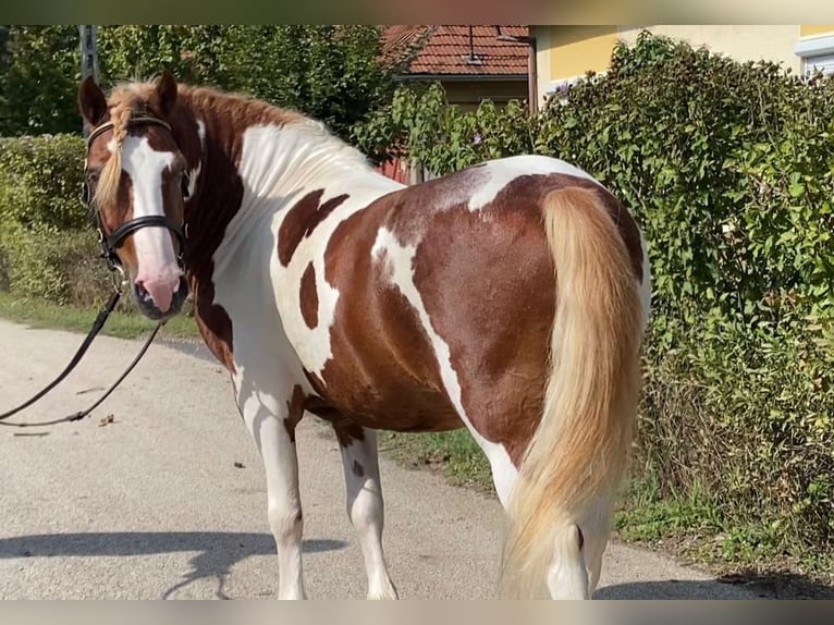 More ponies/small horses Gelding 7 years 12,1 hh Pinto in Rechnitz