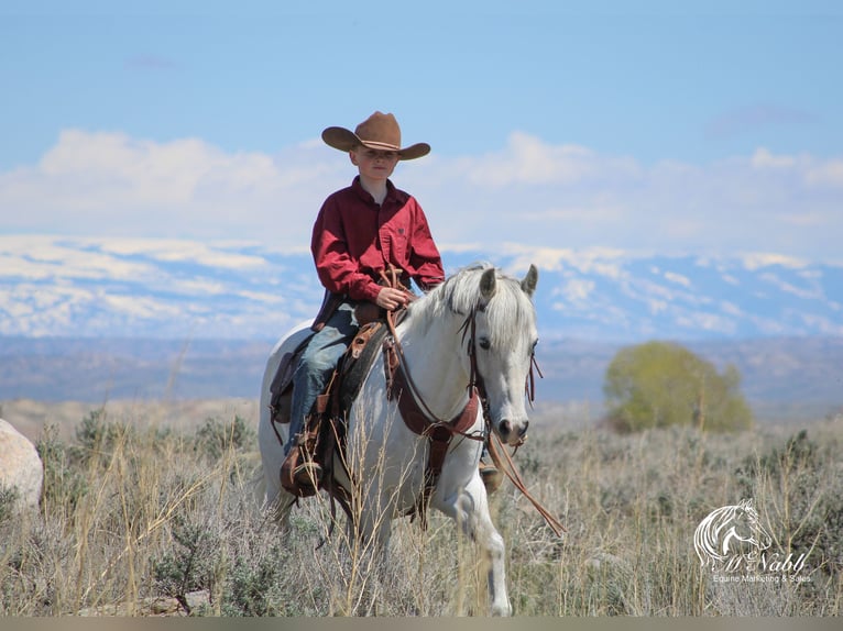 More ponies/small horses Gelding 7 years 13,1 hh Gray in Shoshoni