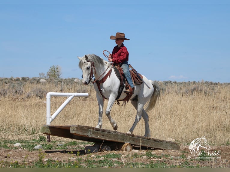 More ponies/small horses Gelding 7 years 13,1 hh Gray in Shoshoni