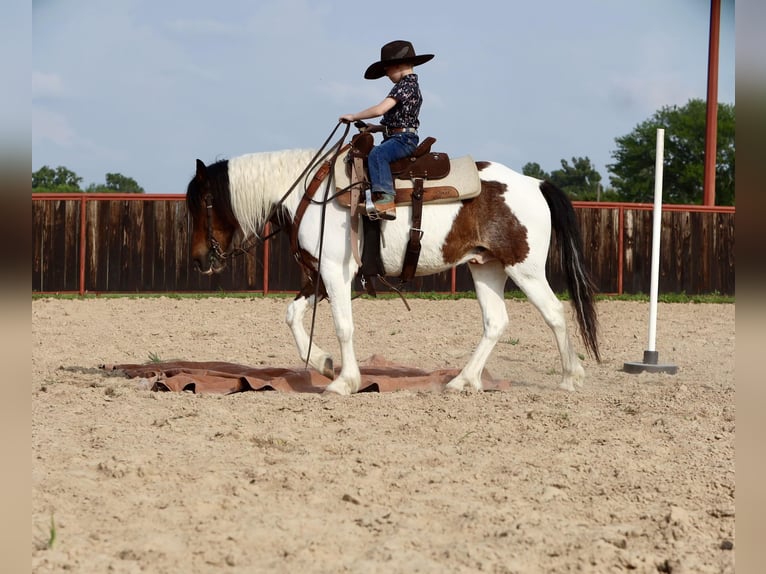 More ponies/small horses Gelding 7 years 13,1 hh in Grand Saline, TX