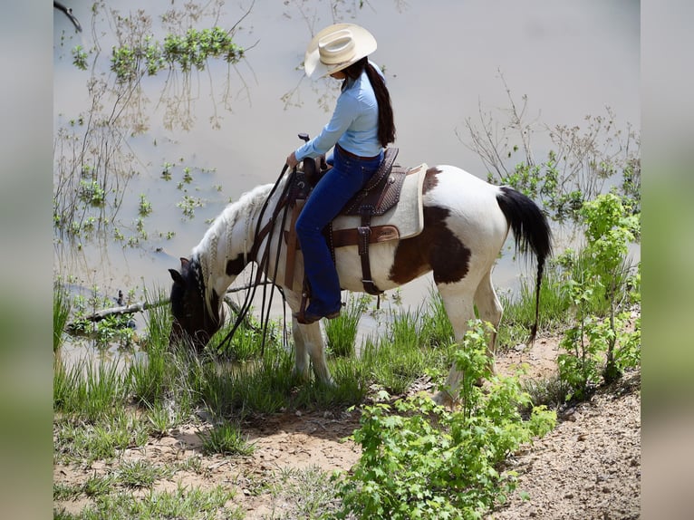 More ponies/small horses Gelding 7 years 13,1 hh in Grand Saline, TX