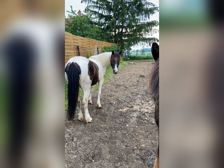More ponies/small horses Mix Gelding 7 years 13,2 hh Pinto in Sehnde